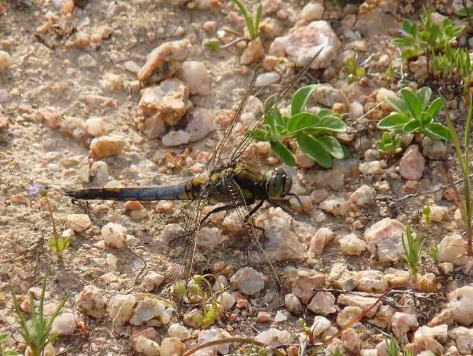 Libellula azzurra da determinare